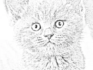 Katze als Bleistiftzeichnung
